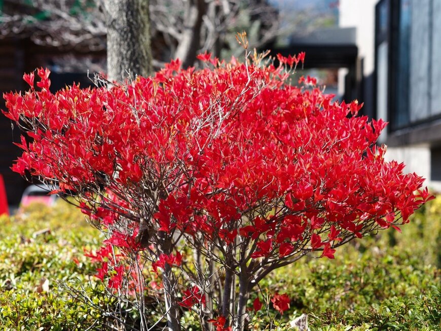 鮮やかな赤色に紅葉しているドウダンツツジ