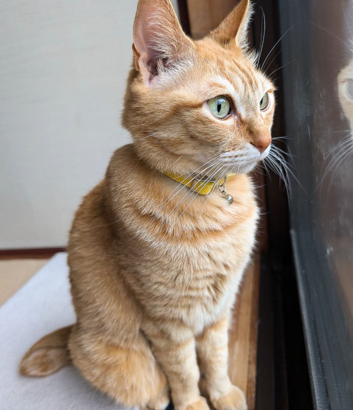 写真 | 【お家警備員の猫ちゃん】真剣な眼差しで監視！？美形な横顔に