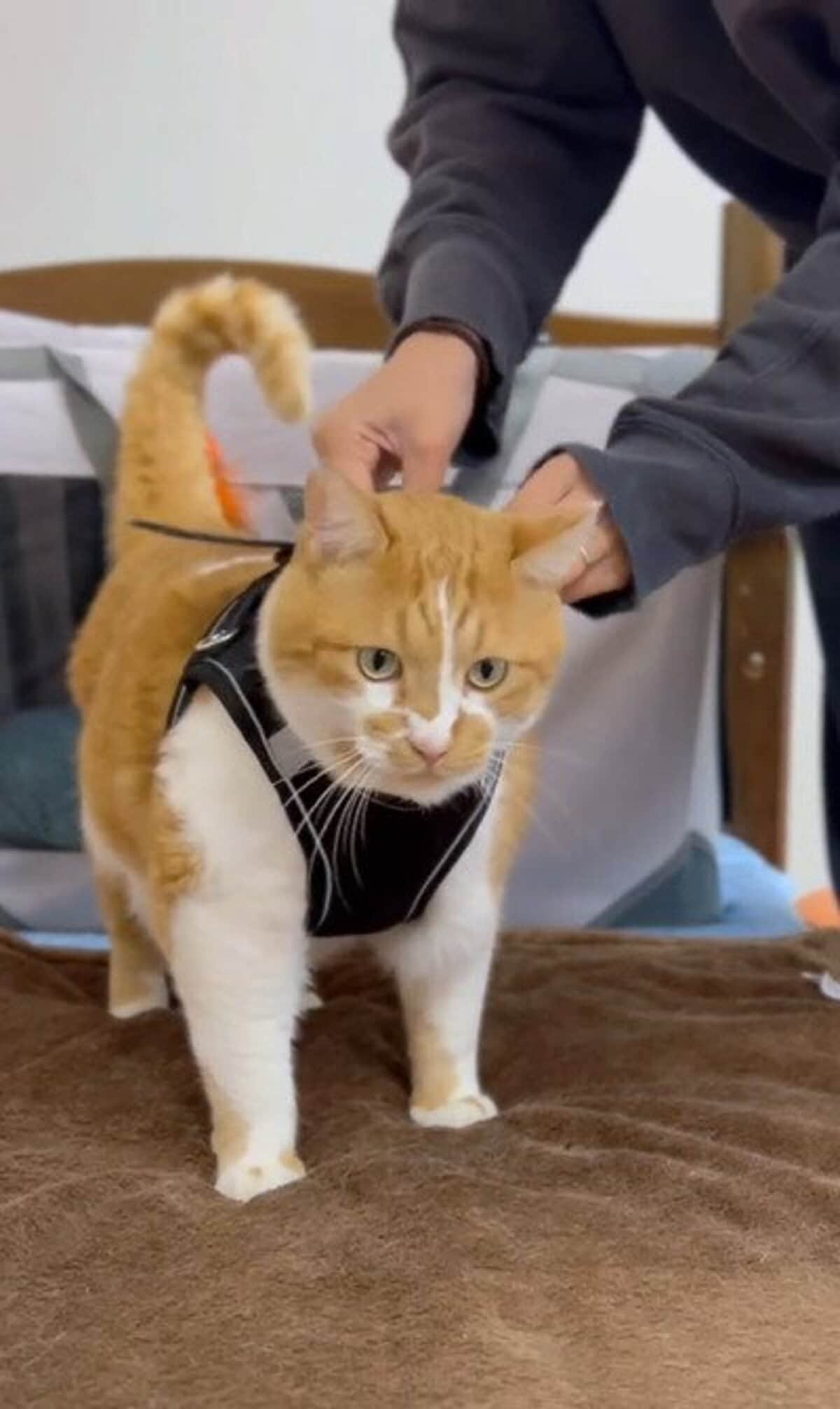 すべてが可愛い！！」猫ちゃんの魔法使い姿、みんなメロメロになって