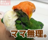 【挙動不審なインコ】「ママ無理！」顔パックをしたママを見たインコ、挙動が明らかにおかしくなる様子に爆笑！