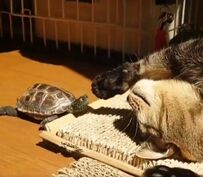 猫のことが大好きな亀が、猫の匂いをクンクン　亀が選んだまさかの部位に笑ってしまう