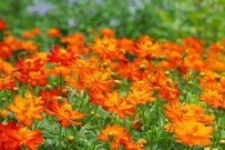 【ガーデニング】夏～秋まで楽しめる！オシャレな庭や花壇になるオススメの⼀年草6選