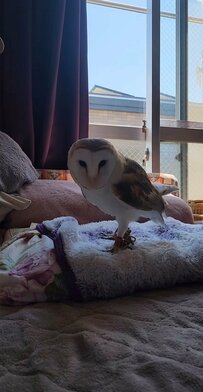 【甘えたいフクロウ】飼い主さんをロックオン！ゆっくり近づいてくる姿に思わずニッコリ