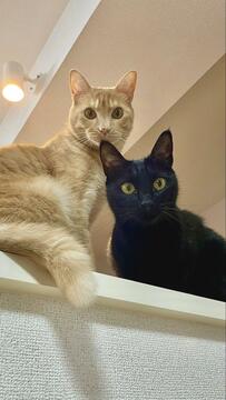 【2匹の猫ちゃんぼんやりモード】凛々しいお顔はどこへ…意外な表情に笑ってしまう