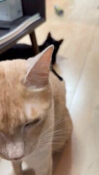 ずっと尻尾をつかまれている茶トラ猫…後ろで寝そべる黒猫が前足でつかんでいた
