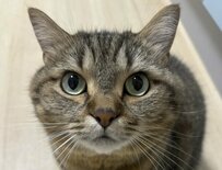 【癒し】「こちらを見つめる猫ちゃん」が可愛すぎる！コメント欄「撫でさせてください！」の声