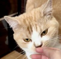 【爆笑】飼い主の手を嗅いだ猫→衝撃的な変化に「こいつヤバイって顔だw」と反響続出