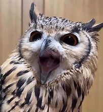 【フクロウの大あくび】無防備でかわいい姿に癒される人続出！「朝から可愛いの見れて嬉しい！」
