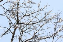 雪に擬態した2羽のシマエナガはどこにいる？「難易度高すぎ」「見事に隠れてる」との声が続出