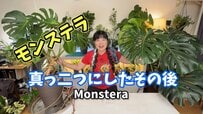 【ビフォーアフター】種から育てた160cmモンステラを真っ二つにカット！11ヶ月後の立派な姿に驚き