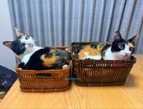 保護猫の姉妹が一緒にいるところをよく見ると→亀の親子そっくりな姿に笑いが止まらない