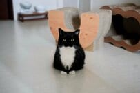 まるで〈おにぎり〉みたいな猫ちゃんの姿に、悶絶の声続出　「のり多め？」「シャケ入り？」