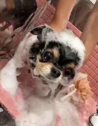 【チワワ犬のビフォーアフター】トリミングでもっと可愛く！大きなお目目のワンちゃんが変身する様子が話題