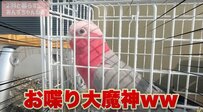 【お外が大好きなインコ】久しぶりのお外に大興奮！おしゃべりが止まらなくなってしまったインコに大爆笑！