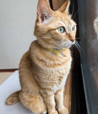 【お家警備員の猫ちゃん】真剣な眼差しで監視！？美形な横顔に胸キュン