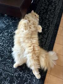 寝坊した妻が猫を目撃　まさかの行動に思わず共感！？