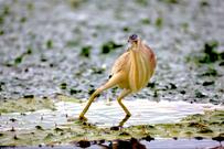 「新潟県の湖」で獲物を探すサギ　まるで「ジョジョ立ち」のようなポーズに思わず目を疑う