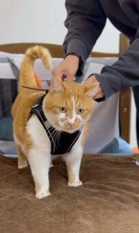 「すべてが可愛い！！」猫ちゃんの魔法使い姿、みんなメロメロになってしまう