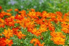 【ガーデニング】夏～秋まで楽しめる！オシャレな庭や花壇になるオススメの⼀年草6選