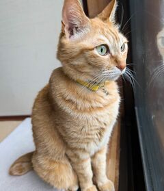 【お家警備員の猫ちゃん】真剣な眼差しで監視！？美形な横顔に胸キュン