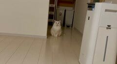 くびれがないモフモフボディの猫ちゃんが可愛い　遠くにいても存在感バッチリ　投稿には3万いいね