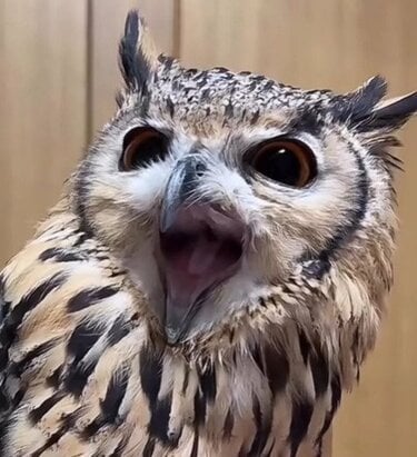 フクロウの大あくび】無防備でかわいい姿に癒される人続出！「朝から