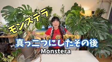ビフォーアフター】種から育てた160cmモンステラを真っ二つにカット 