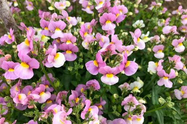 寄せ植えガーデニング 3つの植物で簡単・カワイイ寄せ植えに おすすめの組み合わせ例を紹介 寂しくなりがちな冬の庭や玄関は キュートで華やかな寄せ植えを飾ってみて くらしとお金の経済メディア