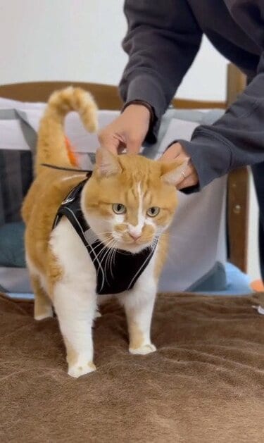 すべてが可愛い！！」猫ちゃんの魔法使い姿、みんなメロメロになって