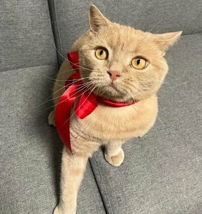 赤いリボンがお似合いのつなくん