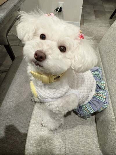 堀ちえみのAmeba公式ブログ投稿