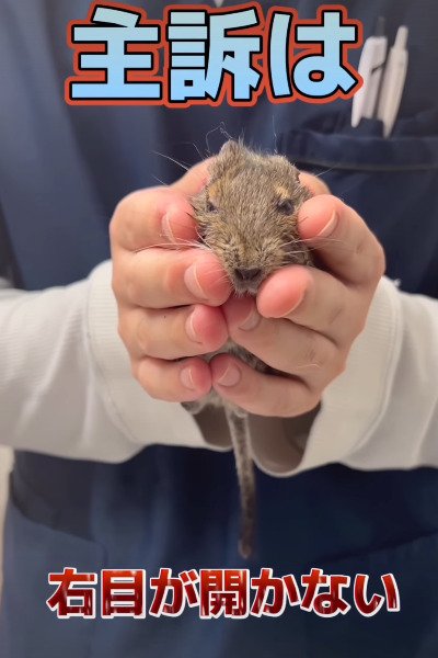 手にすっぽり収まるほど小さな体のデグー