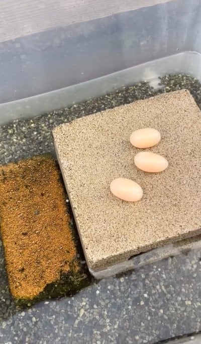 投稿の画像