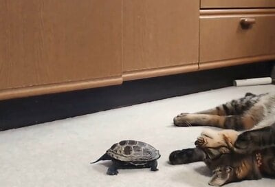 ●●キャプション（上）