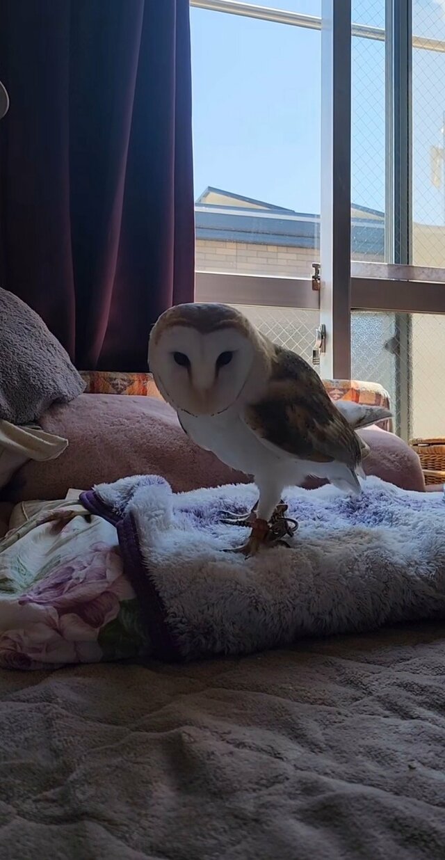 【甘えたいフクロウ】飼い主さんをロックオン！ゆっくり近づいてくる姿に思わずニッコリ