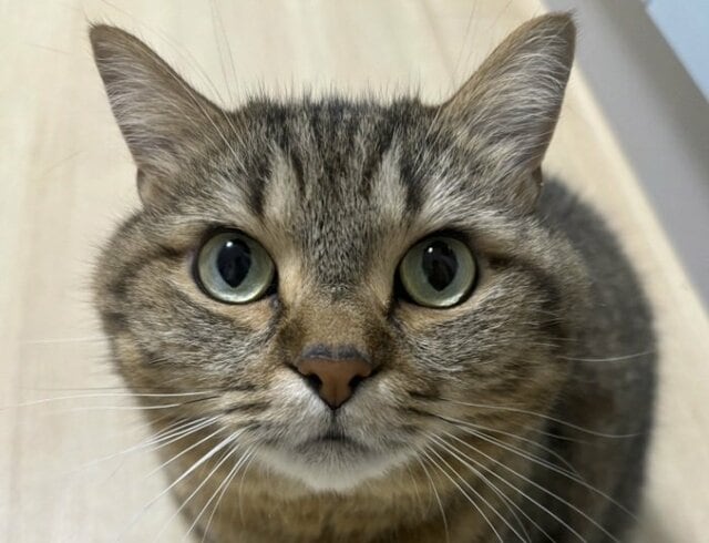 【癒し】「こちらを見つめる猫ちゃん」が可愛すぎる！コメント欄「撫でさせてください！」の声