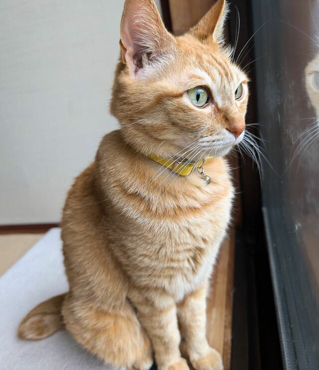 【お家警備員の猫ちゃん】真剣な眼差しで監視！？美形な横顔に胸キュン