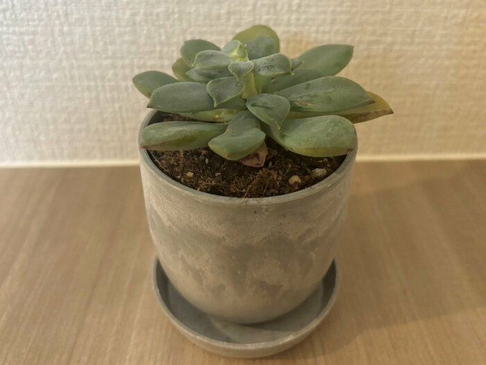 標準の土の量でいちばん多い約0.17lの土を入れてみました