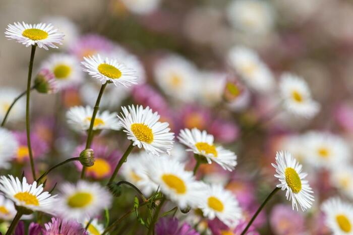 エリンゲロンの花