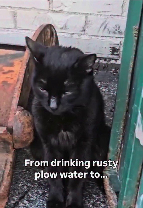 「新鮮な水を飲む姿に涙が出る」錆びた水たまりで生きていた保護猫の変化に反響