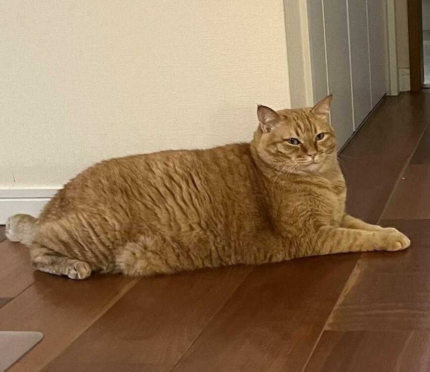 出所：@kagisuzu0531