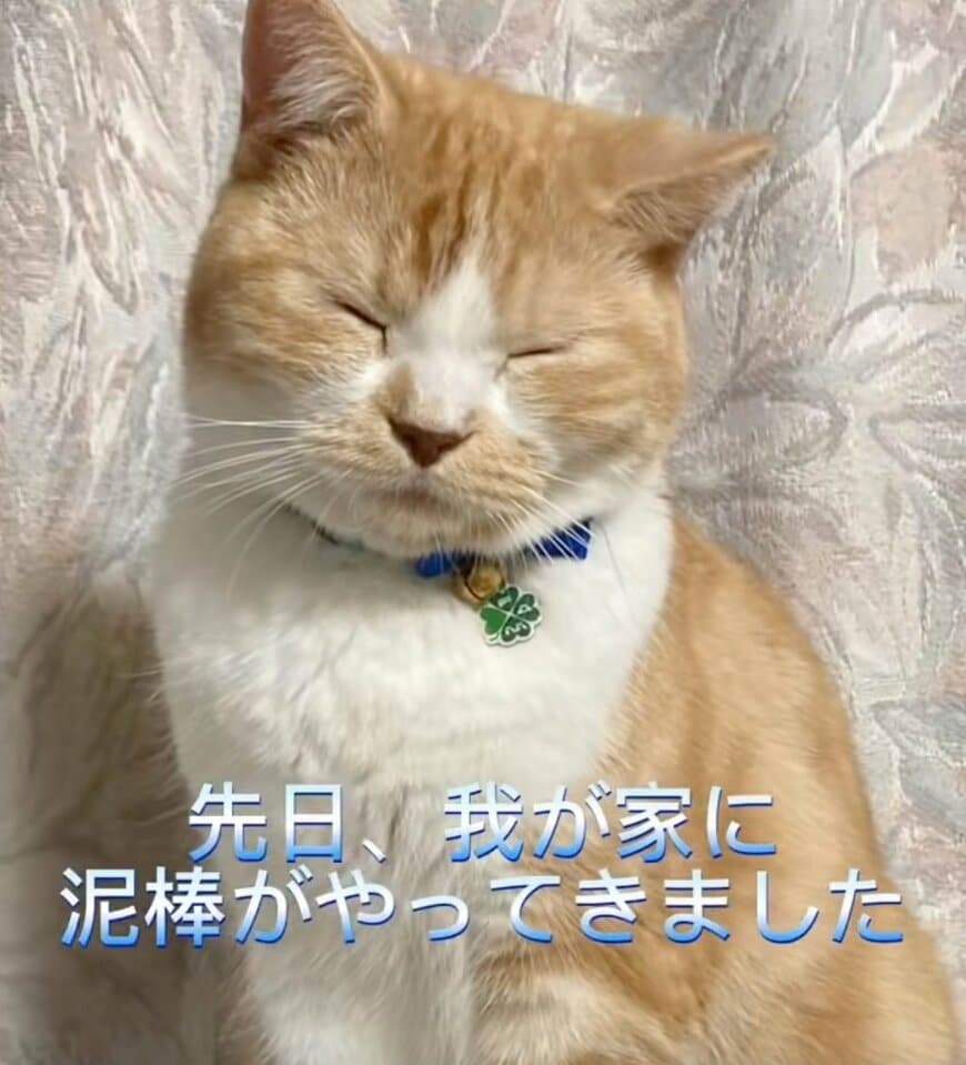 「豪快な犯行！」大食いの泥棒猫が狙う意外なもの…一生懸命な様子から目が離せない