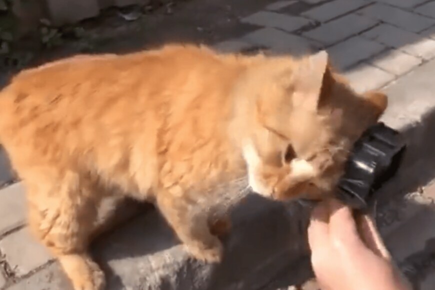 出所：@nekosanpoch