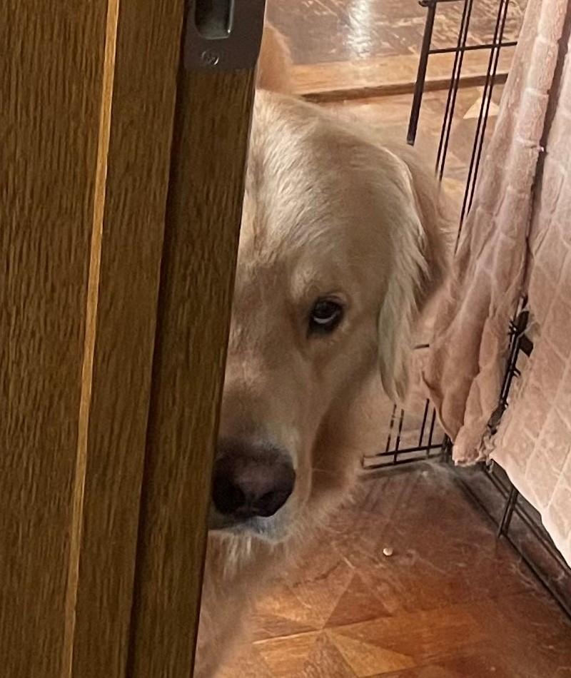 出所：@elmo_golret