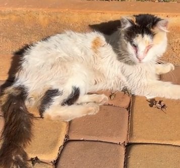 感染症のため両目を摘出した猫→4年の保護生活の後、国境を越えるストーリーに反響