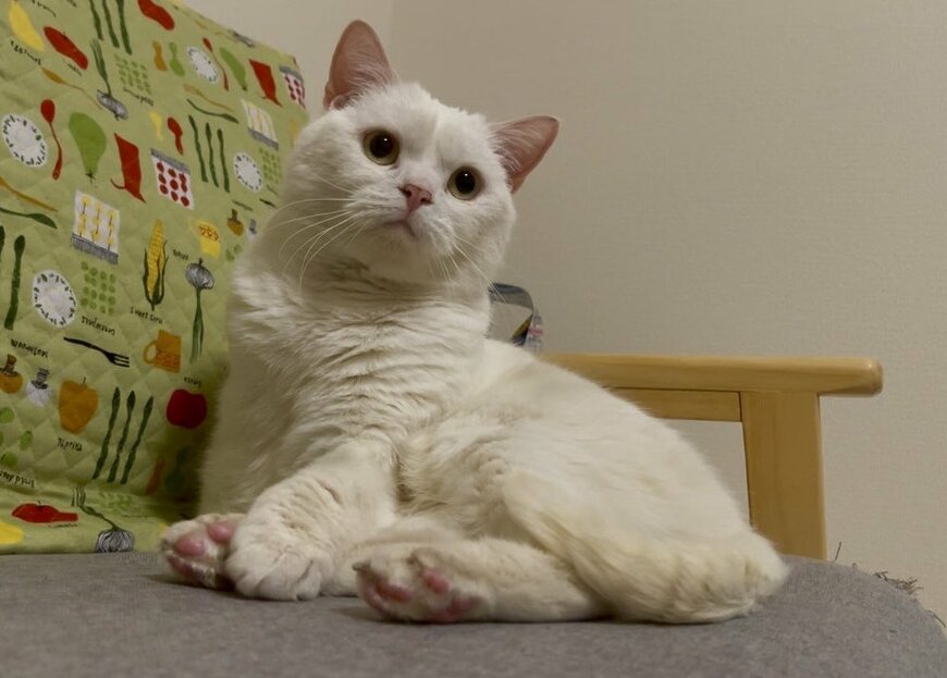 出所：@wataneko_tsuki