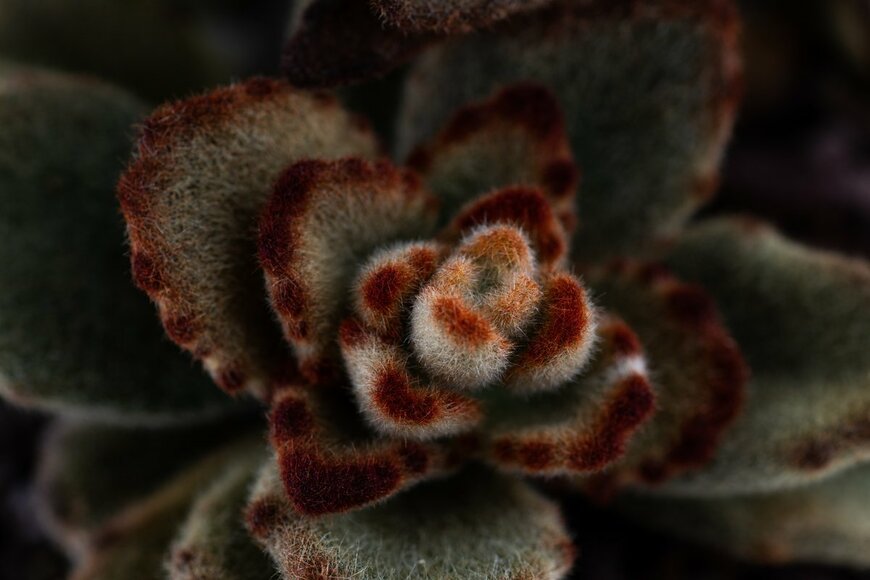 Anna Hoychuk/Shutterstock.com