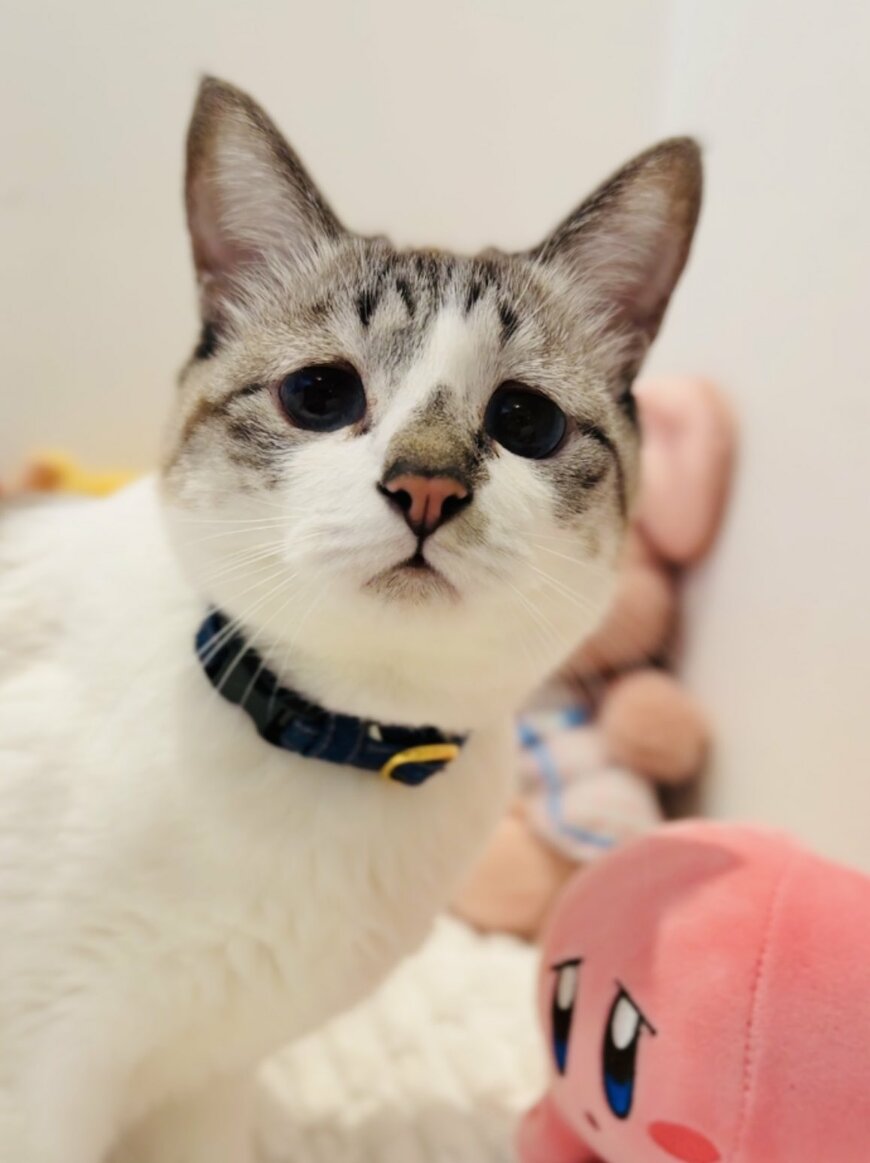 出所：@piennekomint