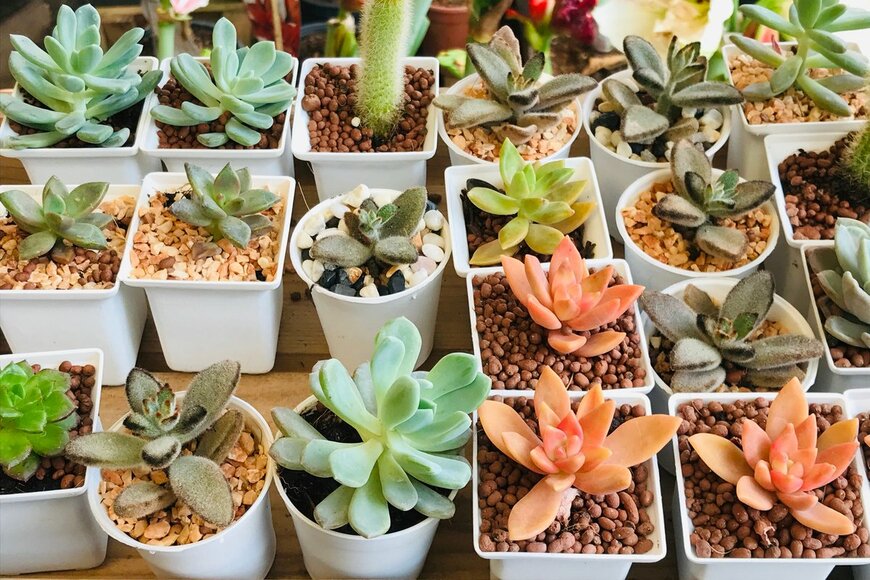 KIETSUDA KATKASEM/Shutterstock.com