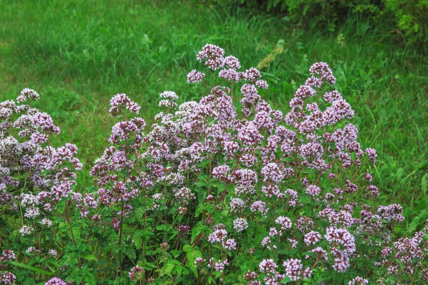 Olga_Ionina/Shutterstock.com